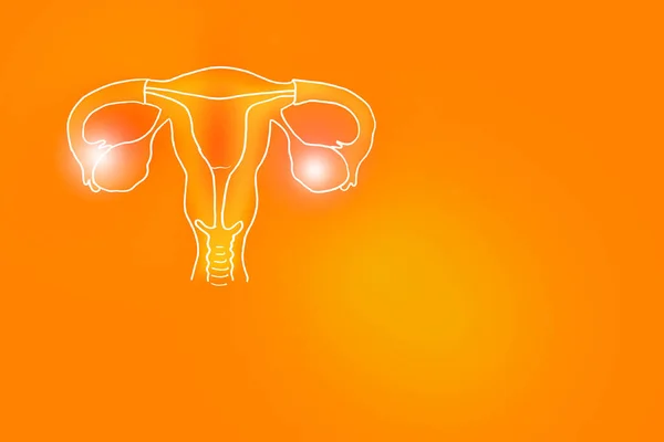 Handrawn illustration of human Uterus on positive orange background.Medical, science set with main human organs with empty copy space for text or infographic.