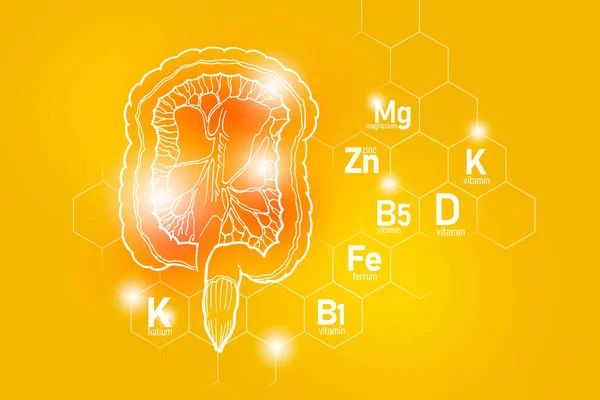 肠道健康所需的基本营养物质 包括Kalium Ferrum Magnesium Vitamin Design Main Human Organs Molecular — 图库照片