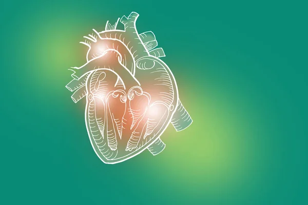 Handrawn Illustration Människans Hjärta Ljusgrön Bakgrund Medicinsk Vetenskap Set Med — Stockfoto