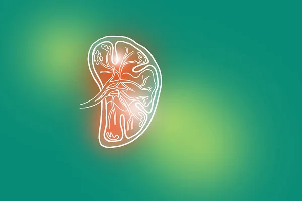 Handrawn Illustration Human Spleen Light Green Background Medical Science Set — Stock Photo, Image