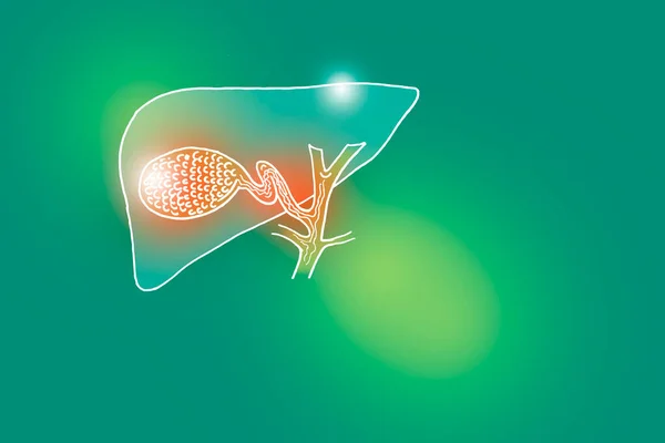 Illustrazione Handrawn Della Cistifellea Umana Sfondo Verde Chiaro Medical Science — Foto Stock
