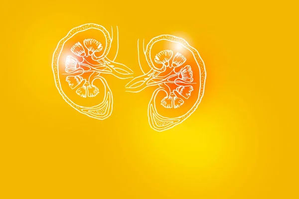 Handrawn Illustration Human Kidneys Yellow Background Medical Science Set Main — Stock Photo, Image