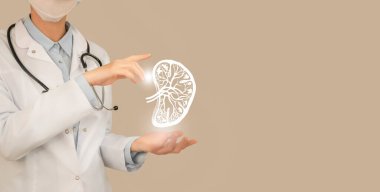 Tanımlanamayan doktor ellerinde dalak çizimleri tutuyor. Tıbbi illüstrasyon, şablon, bilim modeli.