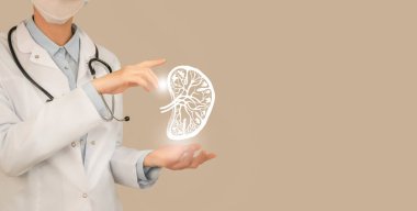 Unrecognizable doctor holding highlighted sketchy drawing of  spleen in hands. Medical illustration, template, science mockup. clipart