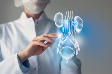 Female doctor touches virtual Bladder and Kidneys in hand. Blurred photo, handrawn human organ, highlighted blue as symbol of recovery. Healthcare hospital service concept stock photo clipart