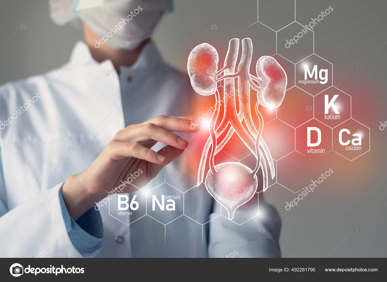 Essential Nutrients Bladder Kidneys Health Including Natrium Magnesium Vitamin Calcium Stock