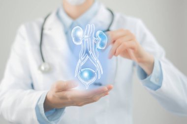 Sanal Mesane ve Böbrekleri elinde tutan kadın doktor. El yapımı insan organı, bulanık fotoğraf, ham renkler. Sağlık hizmeti hastane konsepti stok fotoğrafı