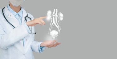 Sanal Mesane ve Böbrekleri elinde tutan kadın doktor. El yapımı insan organı, sağ tarafta kopyalama alanı, ham fotoğraf renkleri. Sağlık hizmeti hastane konsepti stok fotoğrafı