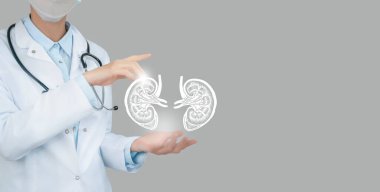 Sanal böbrekleri elinde tutan kadın bir doktor. El yapımı insan organı, sağ tarafta kopyalama alanı, ham fotoğraf renkleri. Sağlık hizmeti hastane konsepti stok fotoğrafı