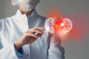 Kadın doktor elinde sanal böbreklere dokunuyor. Bulanık fotoğraf, el yapımı insan organı, hastalığın sembolü olarak kırmızıya boyanmış. Sağlık hizmeti hastane konsepti stok fotoğrafı