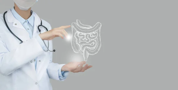 Sanal bağırsağı elinde tutan kadın doktor. El yapımı insan organı, sağ tarafta kopyalama alanı, ham fotoğraf renkleri. Sağlık hizmeti hastane konsepti stok fotoğrafı