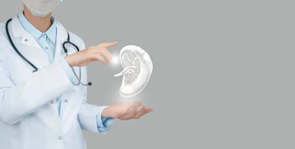 Female Doctor Holding Virtual Volumetric Drawing Spleen Hand Handrawn Human — Stock Photo, Image