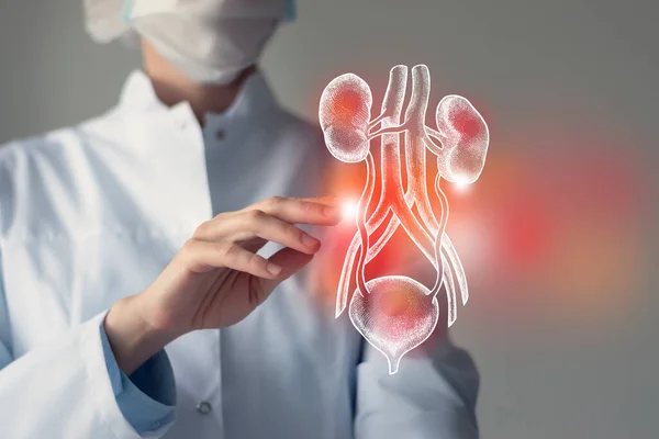 Female Doctor Touches Virtual Bladder Kidneys Hand Blurred Photo Handrawn — Zdjęcie stockowe