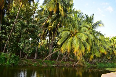 Nehrin kıyısında hindistan cevizi ağaçları