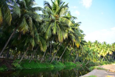 Nehrin kıyısında hindistan cevizi ağaçları
