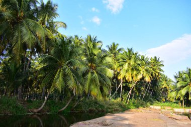 Nehrin kıyısında hindistan cevizi ağaçları