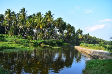 Nehrin kıyısında hindistan cevizi ağaçları
