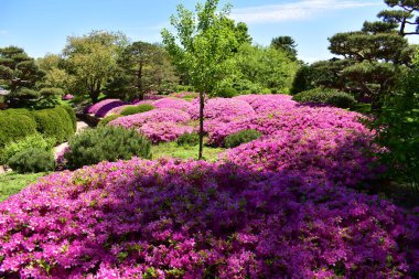 Azaleas, Malott Japon Bahçesinde çiçek açtı.