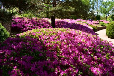 Azaleas, Malott Japon Bahçesinde çiçek açtı.
