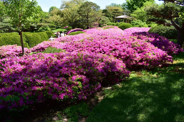 Azaleas Bloom Malott Japanese Garden — Stock Photo, Image