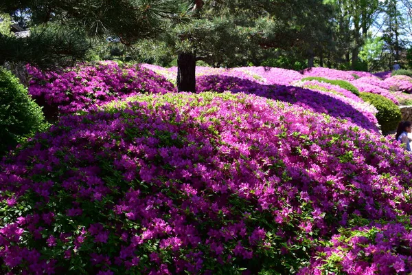 Azaleen Blühen Japanischen Garten Malott — Stockfoto