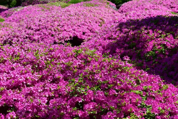 Les Azalées Fleurissent Dans Jardin Japonais Malott — Photo