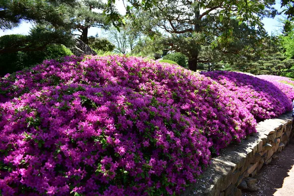 Azaleor Blommar Malott Japanese Garden — Stockfoto