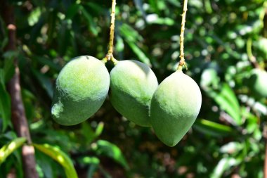 Ağaçta renkli mangolar var. Asya 'da bir tarlada yetişen mango ağaçları.