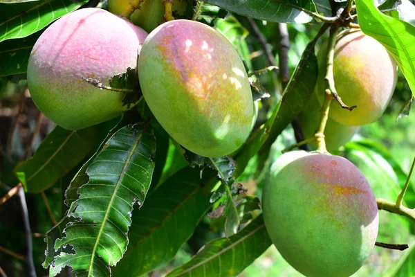 Colorful mangoes on the tree. Mango trees growing in a field in Asia