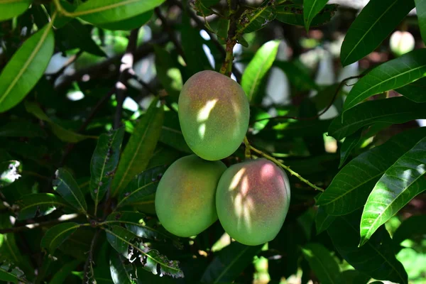 Ağaçta renkli mangolar var. Asya 'da bir tarlada yetişen mango ağaçları.