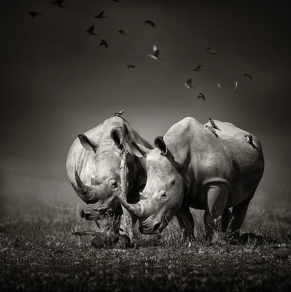 Twee neushoorn met vogels in Bw — Stockfoto