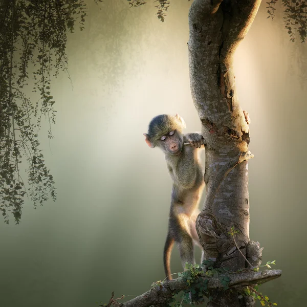 Bebé babuino en el árbol — Foto de Stock