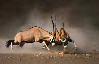 Gemsbok mücadele