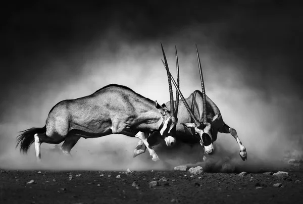 Gemsbok strijd — Stockfoto