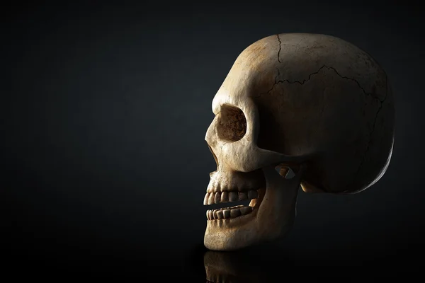 Perfil do crânio humano no fundo escuro — Fotografia de Stock