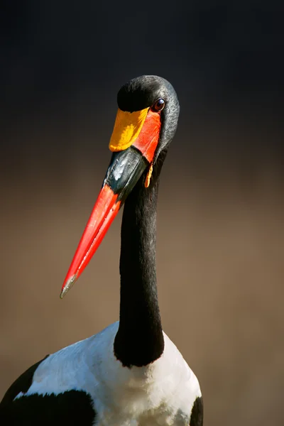 Sattelschnabelstorch Stockbild