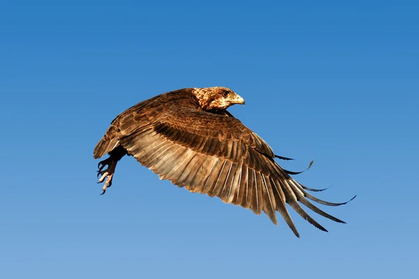 Bateleur-Adler im Flug Stockbild