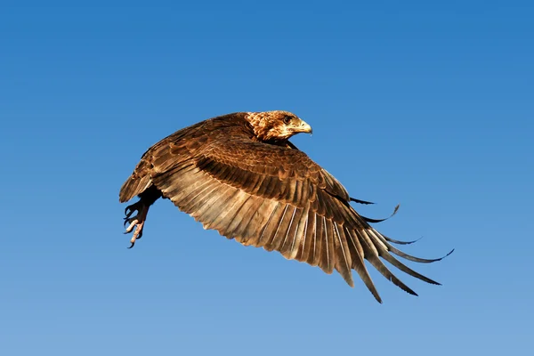 Aquila Bateleur in volo Fotografia Stock