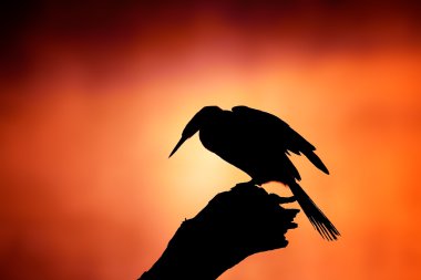 heidelibel silhouet met mistige zonsopgang