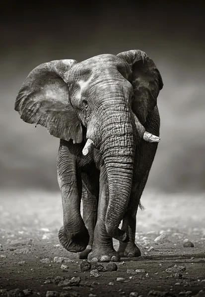 Abordagem de elefante pela frente Fotografia De Stock