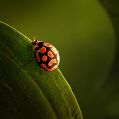 ladybug  perched on green leaf