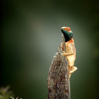 Ground agama sunbathing