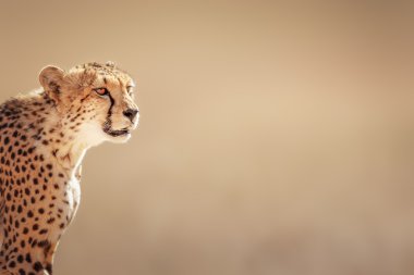 Cheetah portre