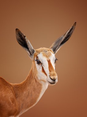 Springbok portre