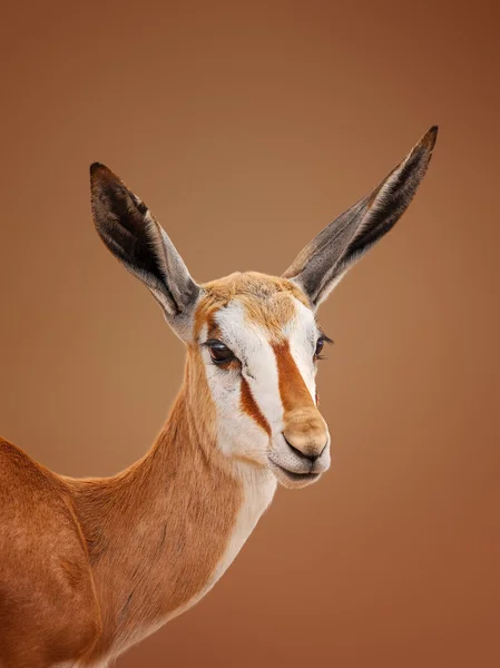 Springbok portre — Stok fotoğraf