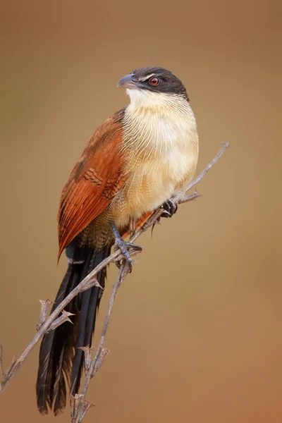 Coucal de Burchell (Rainbird ) — Fotografia de Stock