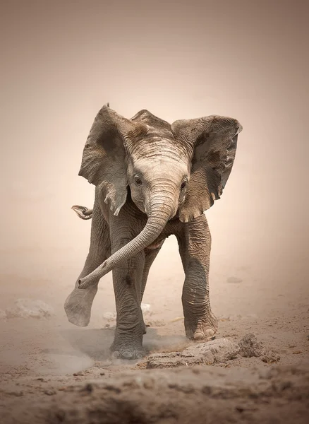 Elefante becerro simulacro de carga — Foto de Stock