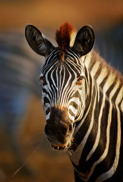 Zebra porträtt närbild — Stockfoto