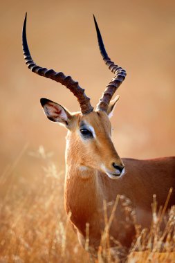 Impala erkek portre