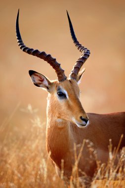 Impala male portrait clipart